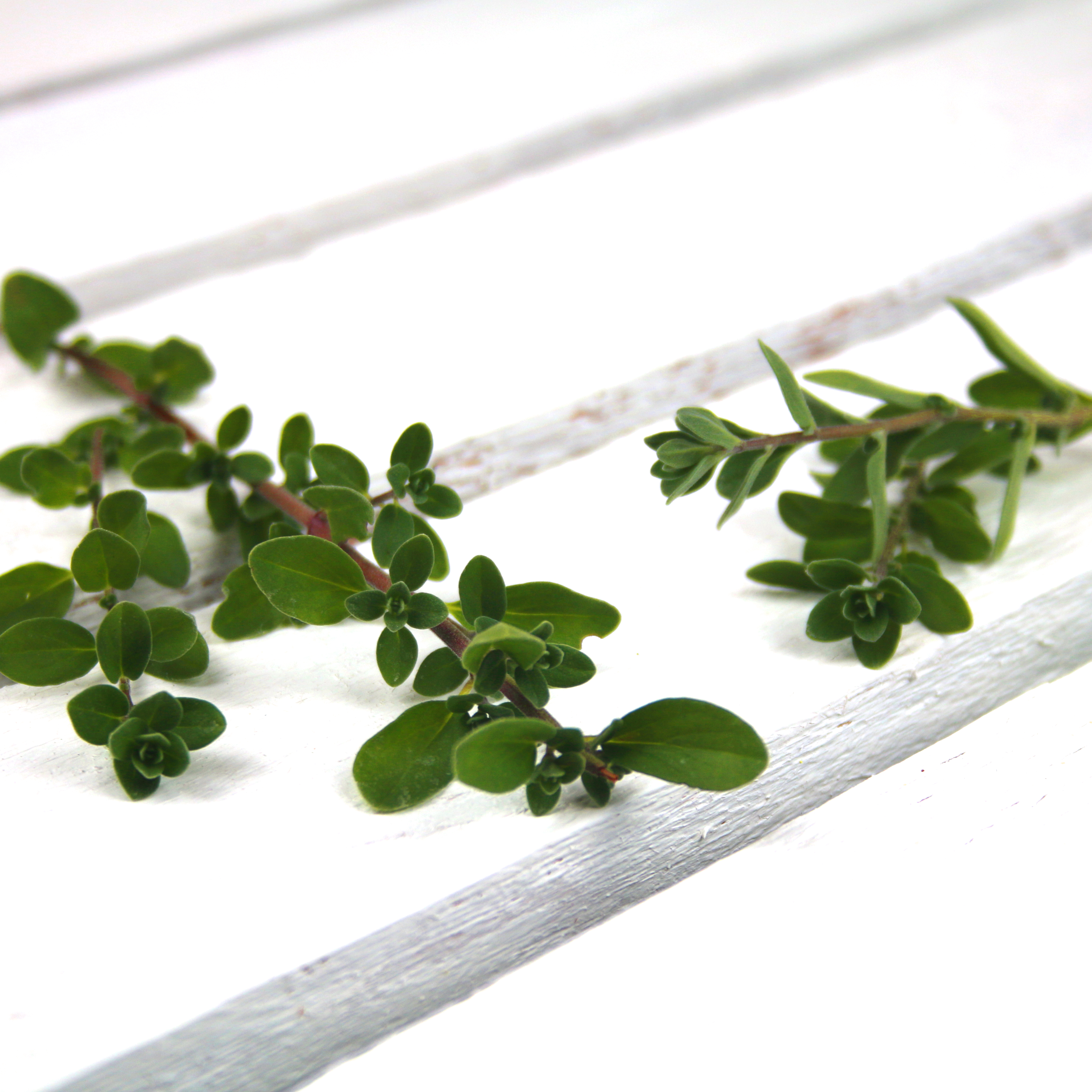 Oregano-1