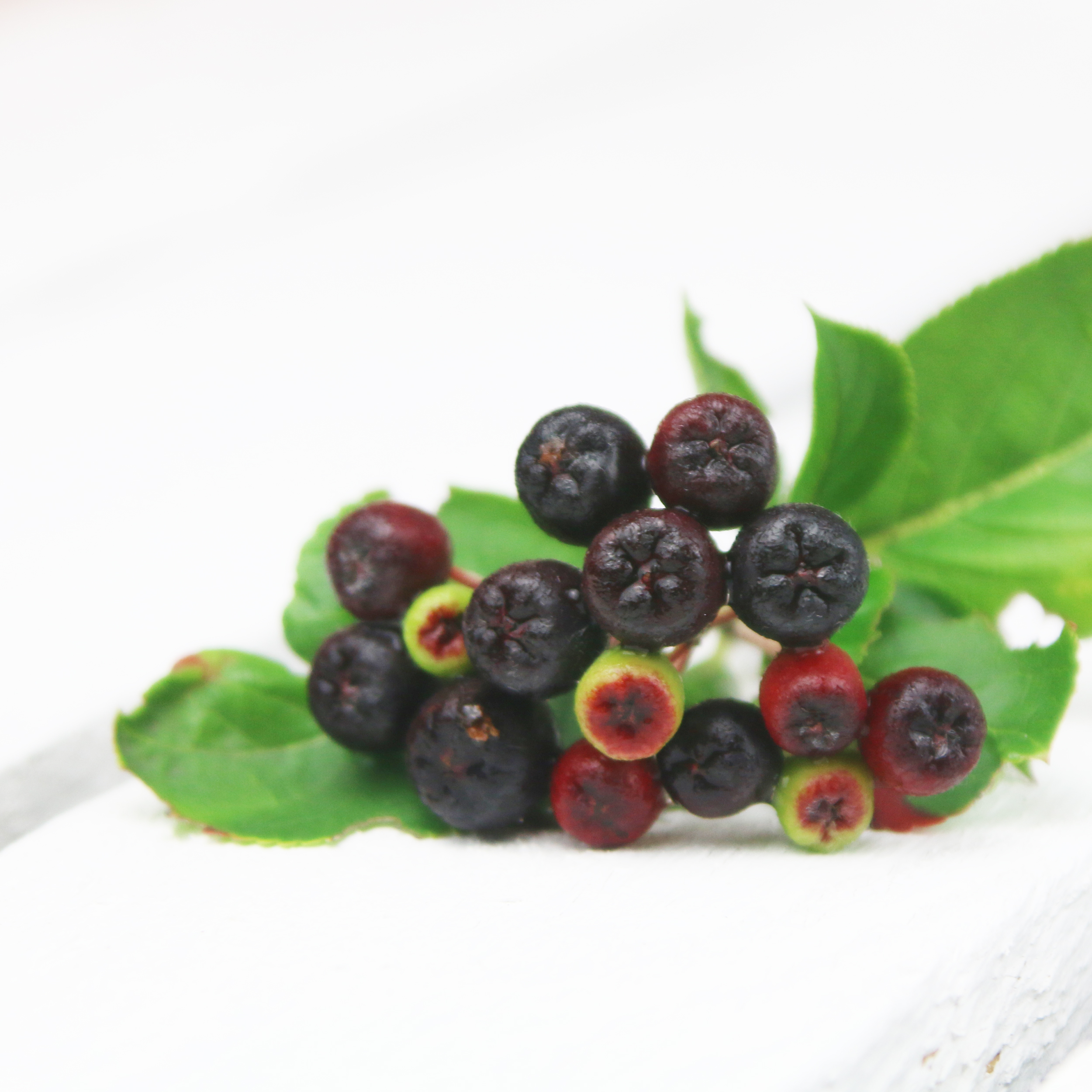 Aronia-Beere-7