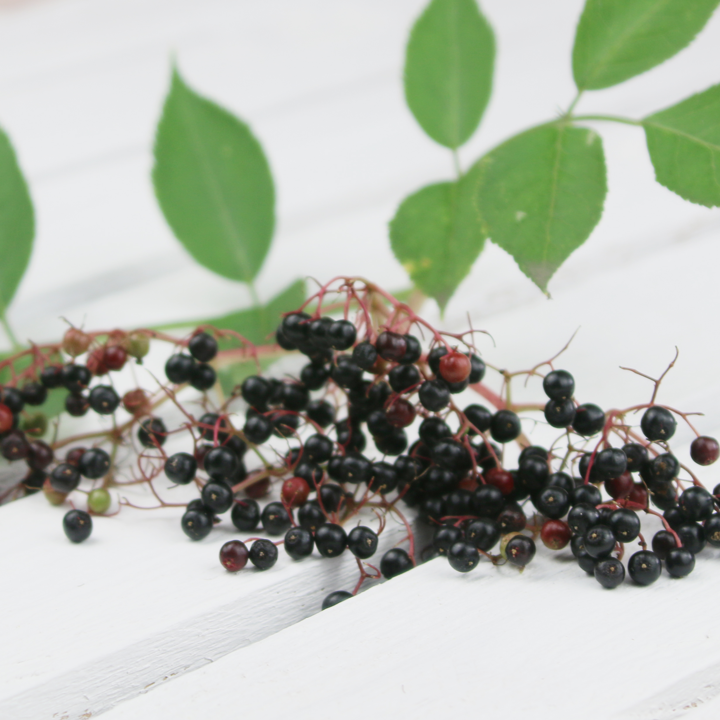 Holunderbeere-3